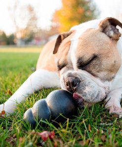 PELUCHOS-MASCOTAS-KONG-EXTREME-2