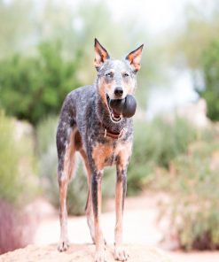 PELUCHOS-MASCOTAS-KONG-EXTREME-3