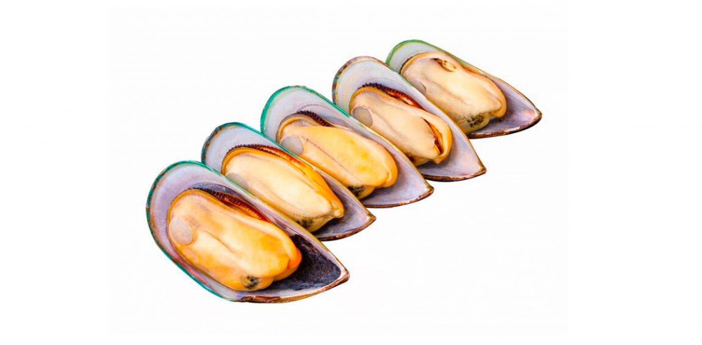 MEJILLON DE LABIO VERDE PELUCHOS MASCOTAS