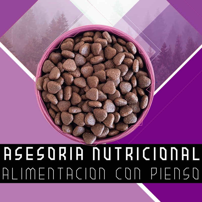 Asesoría nutricional alimentación pienso peluchos mascotas