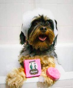 PELUCHOS-MASCOTAS-PETUXE---CHAMPÚ-SÓLIDO-2