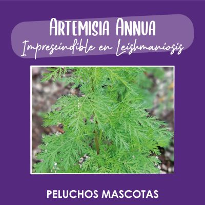 ARTEMISIA ANNUA PELUCHOS MASCOTAS