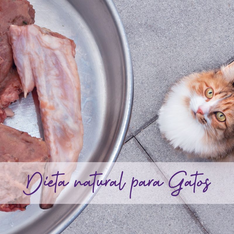 SERVICIOS-DIETA-NATURAL-GATOS-PELUCHOS-MASCOTAS