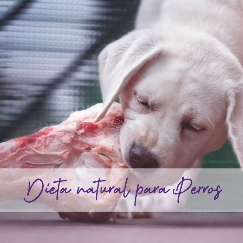 SERVICIOS-DIETA-NATURAL-PARA-PERROS-PELUCHOS-MASCOTAS